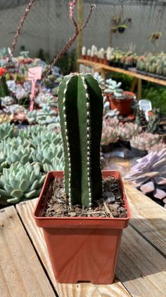 Imagem de Cacto Cereus Marginatus Muda Linda E Saudável Top Coleção