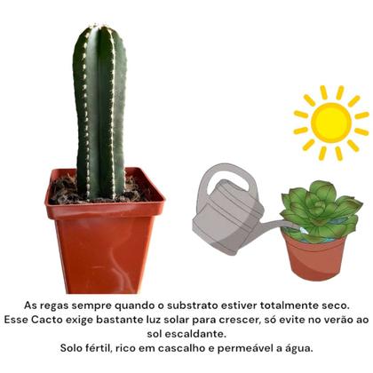 Imagem de Cacto Cereus Marginatus Muda Linda E Saudável Top Coleção