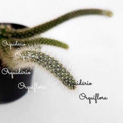 Imagem de Cacto Rabo De Macaco Hildewintera Colademononis