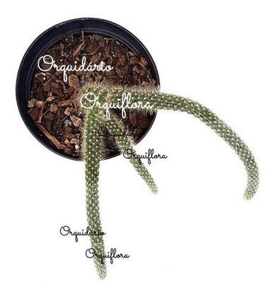 Imagem de Cacto Rabo De Macaco Hildewintera Colademononis