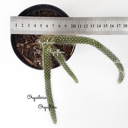 Imagem de Cacto Rabo De Macaco Hildewintera Colademononis