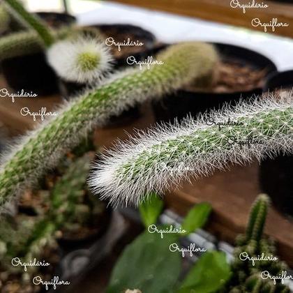 Imagem de Cacto Rabo De Macaco Hildewintera Colademononis