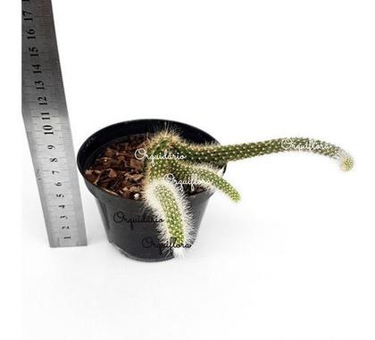 Imagem de Cacto Rabo De Macaco Hildewintera Colademononis