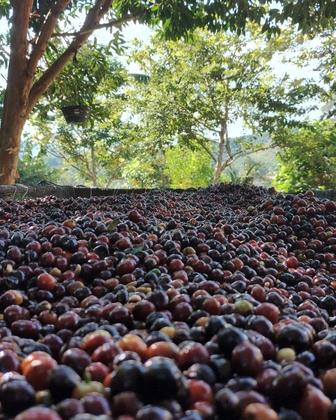 Imagem de Café Especial - Castanha E Açúcar Mascavo 250gr - Em Grãos
