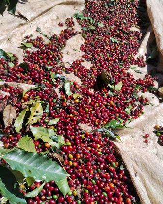 Imagem de Café Especial - Castanha E Açúcar Mascavo 250gr - Em Grãos