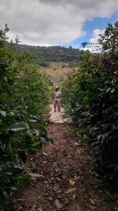 Imagem de Café Especial - Castanha E Açúcar Mascavo 250gr - Em Grãos