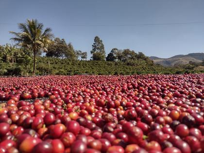 Imagem de Café Especial - Castanha E Açúcar Mascavo 250gr - Em Grãos