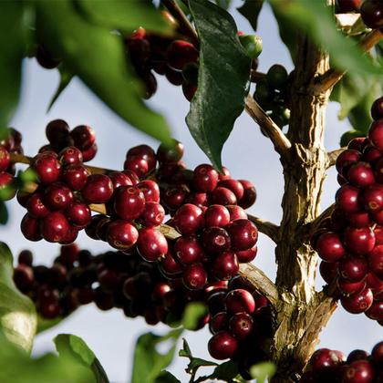 Café Especial Torrado e Moído 500g 100% Arábica - Café Especial Campos Altos - Café Campos Altos Imagem de Café Especial Torrado e Moído 500g 100% Arábica - Café Especial Campos Altos