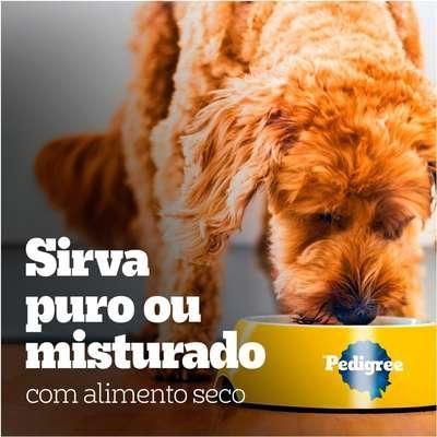 Imagem de Caixa com 18 Sachês Pedigree para cães adultos de raças pequenas sabor carne ao molho 100g.