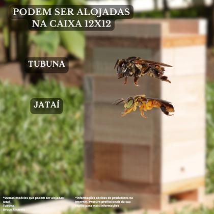 Imagem de Caixa Inpa Para Abelhas Sem Ferrão Eucalipto 3cm