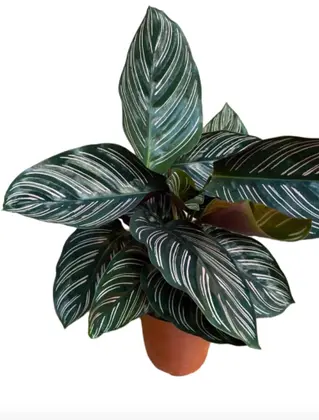 Calathea maranta combo white fusion, Riscada, cascavel, mokayana
