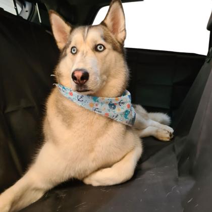 Imagem de Capa Protetora Banco e Lateral Carro Pet Cão Gato com Cinto