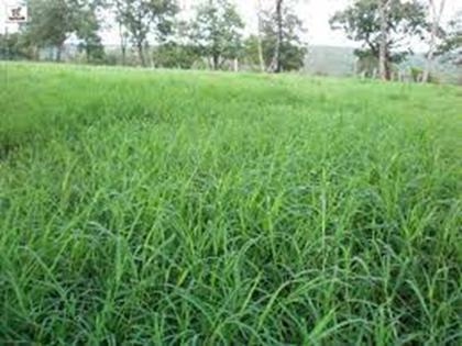 Imagem de Capim Aruana - 10 kg De Sementes