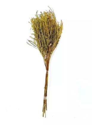 Imagem de Capim Buque Samambaia Do Campo Desidratada Arranjo Verde Lar
