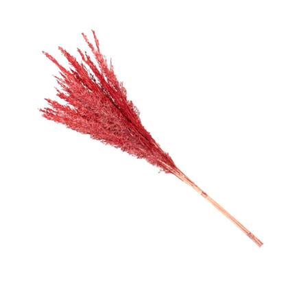 Imagem de Capim Champagne Vermelho Desidratado