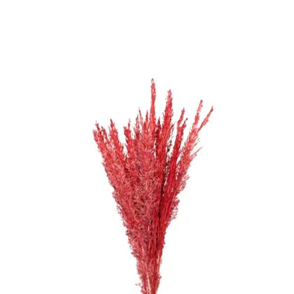 Imagem de Capim Champagne Vermelho Desidratado