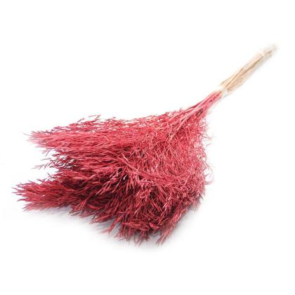 Imagem de Capim Chorão André Quicé Desidratado Flores Secas