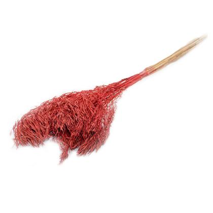 Imagem de Capim Chorão André Quicé Desidratado Flores Secas