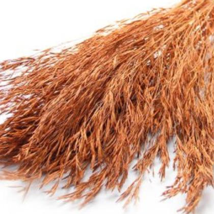 Imagem de Capim Chorão André Quicé Desidratado Flores Secas