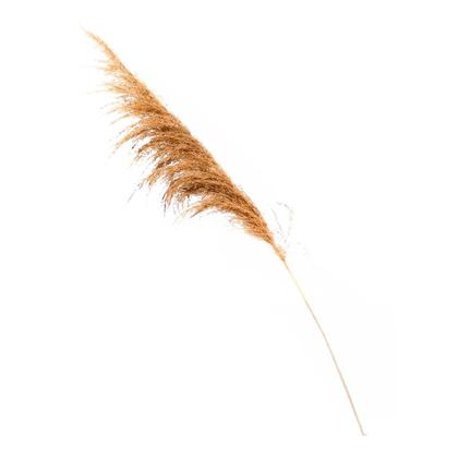 Imagem de Capim Dos Pampas Flores Secas DP/ Decoração
