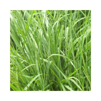 Imagem de Capim Massai Panicum Maximum 500g Sementes