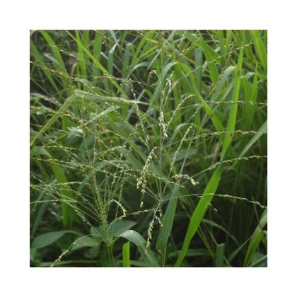 Imagem de Capim Mombaça Panicum Maximum 20kg Sementes