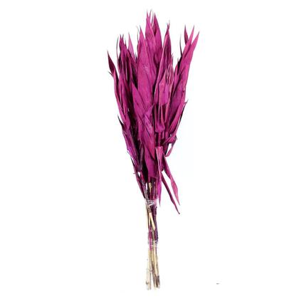 Imagem de Capim Navalha Folha André Quice Rosa