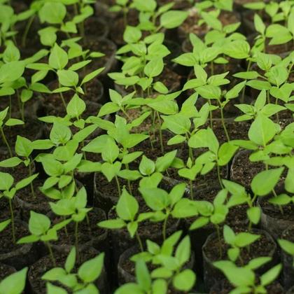 Imagem de Casca palha de Arroz carbonizada 10 litros - Gold Plant