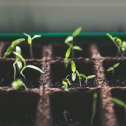 Imagem de Casca palha de Arroz carbonizada 10 litros - Gold Plant