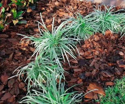 Imagem de Casca Pinus Semi Polida Natural Decoração tratada 6kg 40 litros - Gold Plant