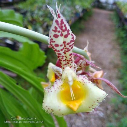 Imagem de Catasetum Frimbriatum x Pilleatum Imperiallis - Variação nº 4 - Orquídea Híbrida