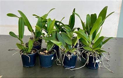 Imagem de Cattleya BLC Chyong Guu Chaffinch Ta Hsin x BLC Orange Show Cloud Forest pré adulta (S087)