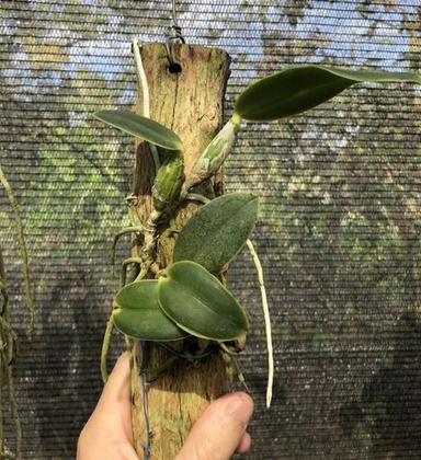 Imagem de Cattleya Walkeriana Tipo - Toquinho De Madeira