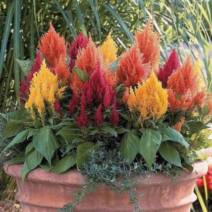 Imagem de Celósia Plumosa Sortida  - 180mg De Sementes