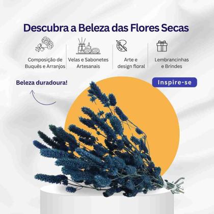 Imagem de Celósia Rabo de Coelho Azul Desidratado