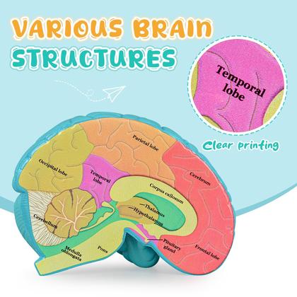 Imagem de Cérebro humano com seção transversal do modelo cerebral Skillssist para crianças