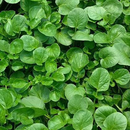 Imagem de Chá De Agrião - Naturtium Officinale - 100G