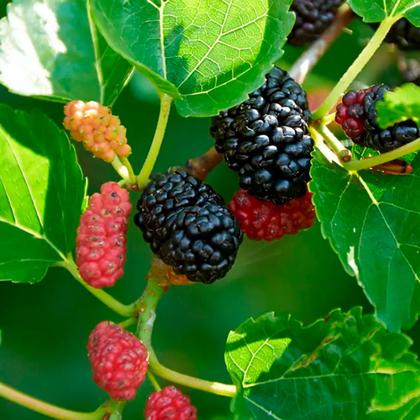 Imagem de Chá de Amora Rasurada - Morus nigra L. - 100g