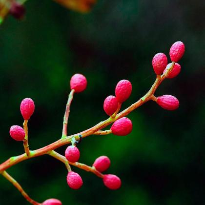 Imagem de Chá De Aroeira - Schinus Terebinthifolius Rad. - 100G