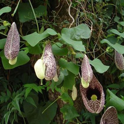 Imagem de Chá De Calunga - Aristolochia Cymbifera - 100G
