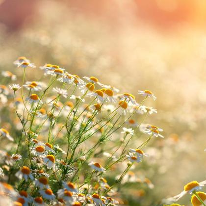 Imagem de Chá De Camomila 100 Natural Qualidade Superior - 100G