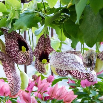 Imagem de Chá de Cipó Mil Homens - Aristolochia cymbifera Mart. - 100g