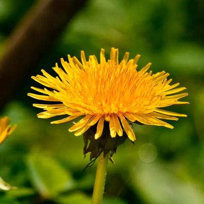 Imagem de Chá De Dente De Leão - Taraxacum Officinale Weber - 100G