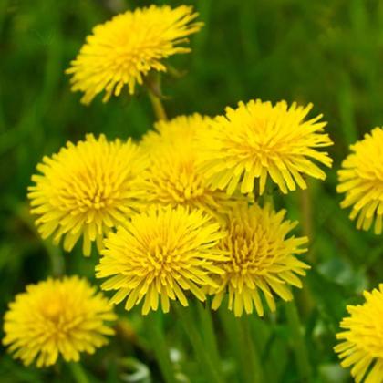 Imagem de Chá de Dente de Leão - Taraxacum officinale Weber - 100g