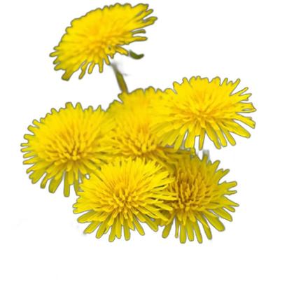 Imagem de Chá De Dente De Leão Taraxacum Officinale Weber 1Kg