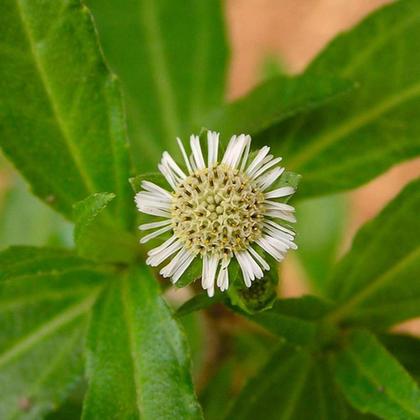 Imagem de Cha De Erva Botão - Eclipta Prostrata- 50 Gramas