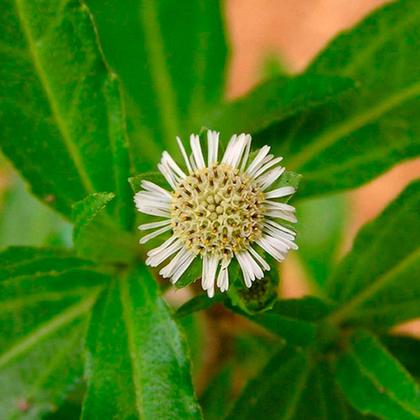 Imagem de Cha de Erva Botão - Eclipta prostrata 50 gramas