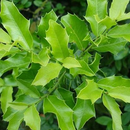 Imagem de Chá de Espinheira Santa - Maytenus spp - 100g