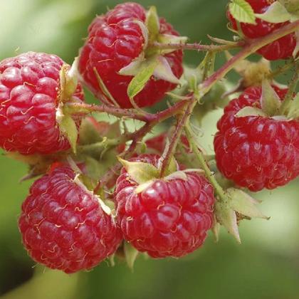 Imagem de Chá de Framboesa Rubus idaeus 250g Atacado