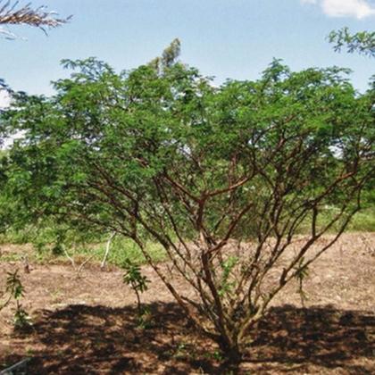 Imagem de Chá De Jurema - Mimosa Hostillis - 100G